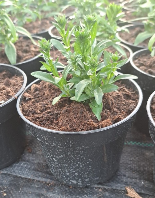 Aster sadzonka