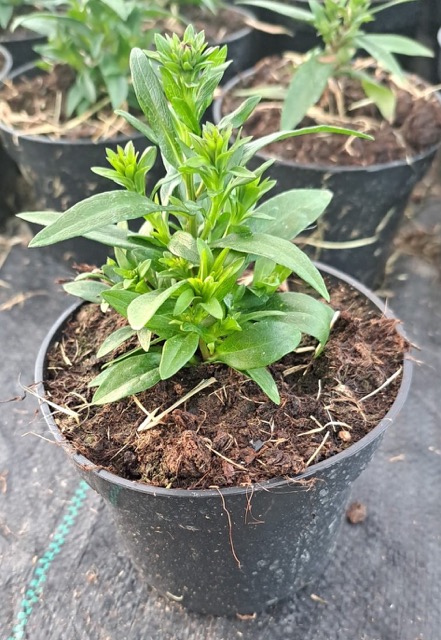 Aster sadzonka