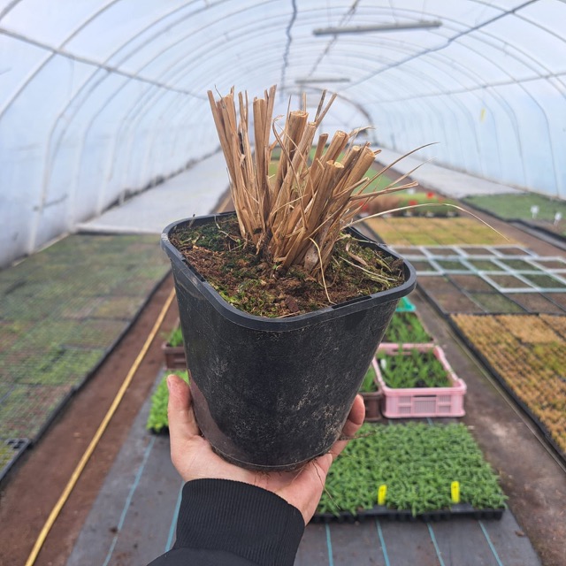 Rozplenica Black Beauty sadzonka