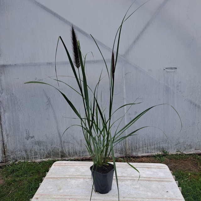 Rozplenica Black Beauty sadzonka