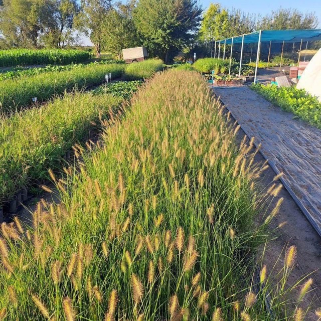 Rozplenica Hameln podglad