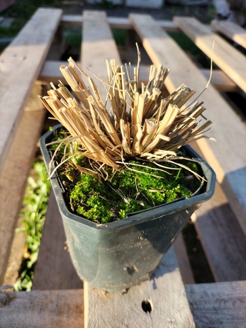 Rozplenica hameln sadzonka