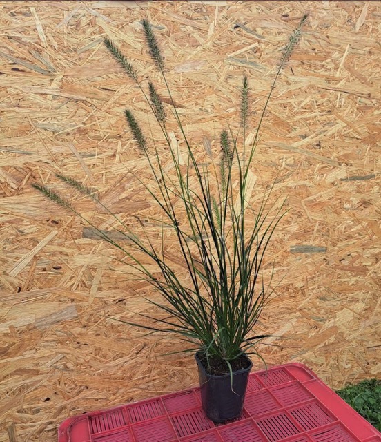 Rozplenica hameln sadzonka