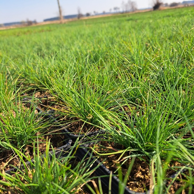 Kostrzewa podglądowe zdjęcie