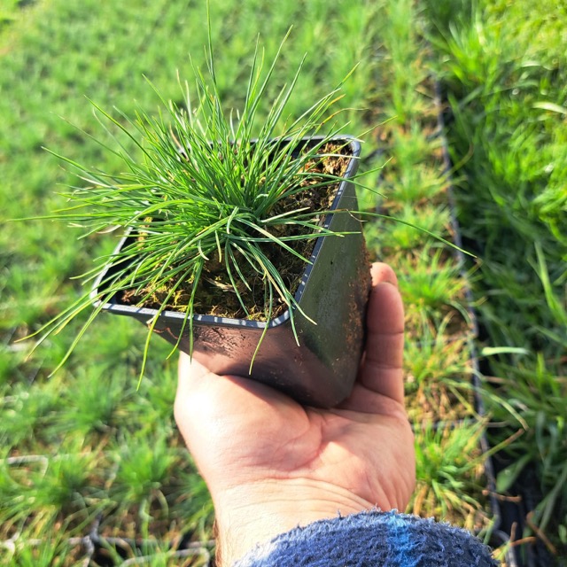 Kostrzewa sadzonka 2