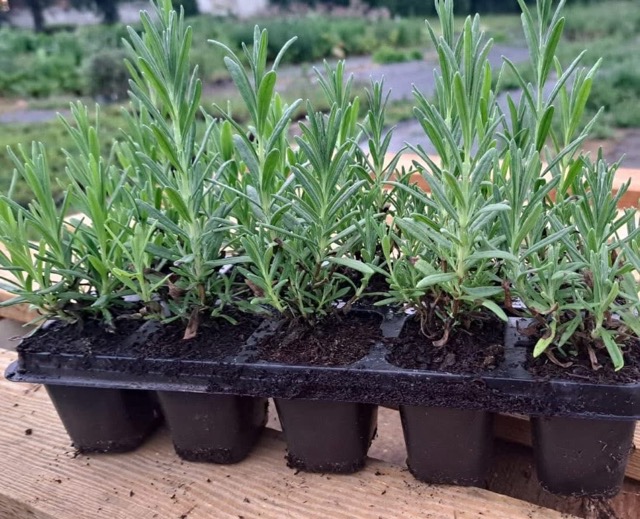 Lawenda podglad 10-PAK