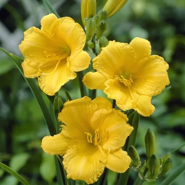 Liliowiec podglądowe zdjęcie