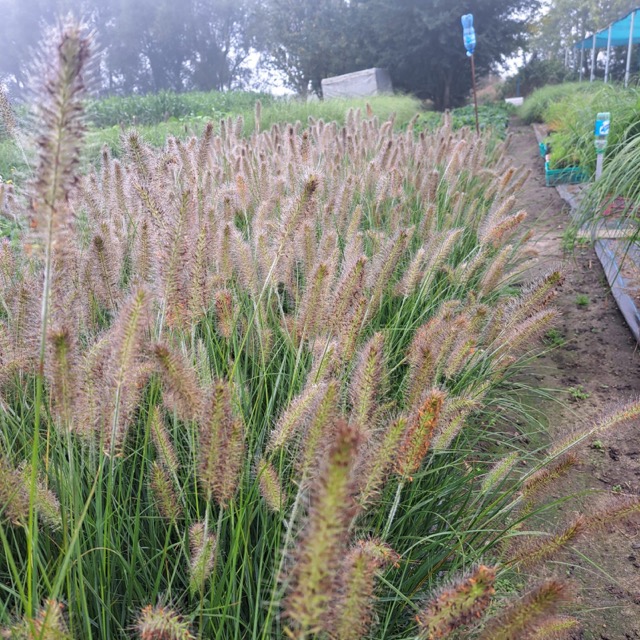 Rozplenica Little Bunny podglad