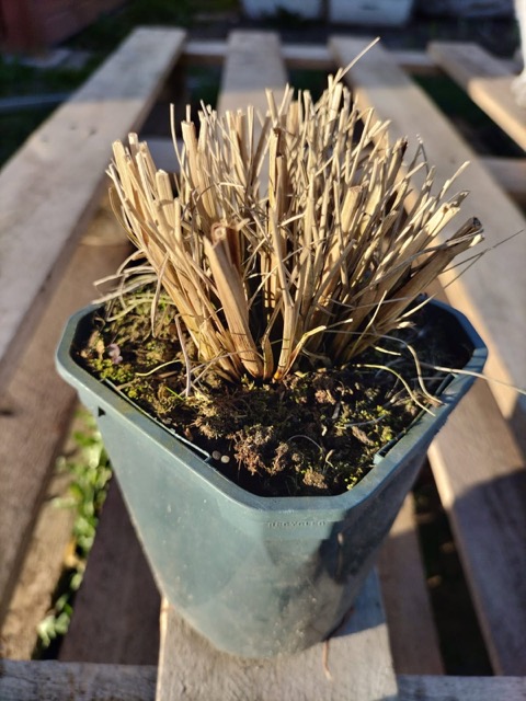 Rozplenica Little Bunny sadzonka