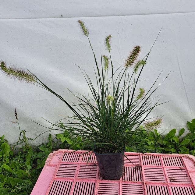 Rozplenica Little Bunny sadzonka