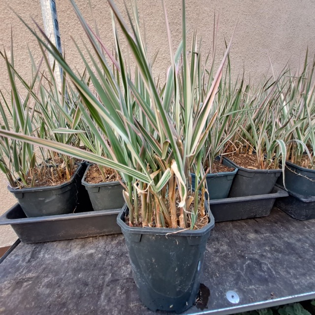 Mozga trzcinowata sadzonka podgląd