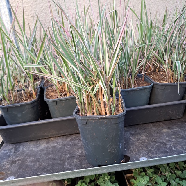 Mozga trzcinowata sadzonka