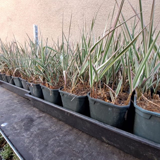 Mozga trzcinowata sadzonka 2