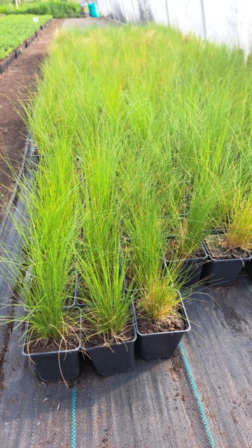 Stipa sadzonka