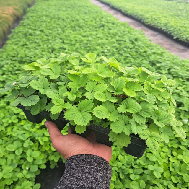 Poziomka Regina 10-pak