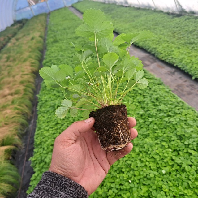 Poziomka Regina sadzonka