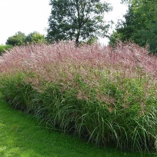 Miskant punktchen podglad