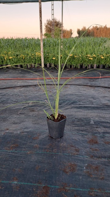 Miskant punktchen sadzonka