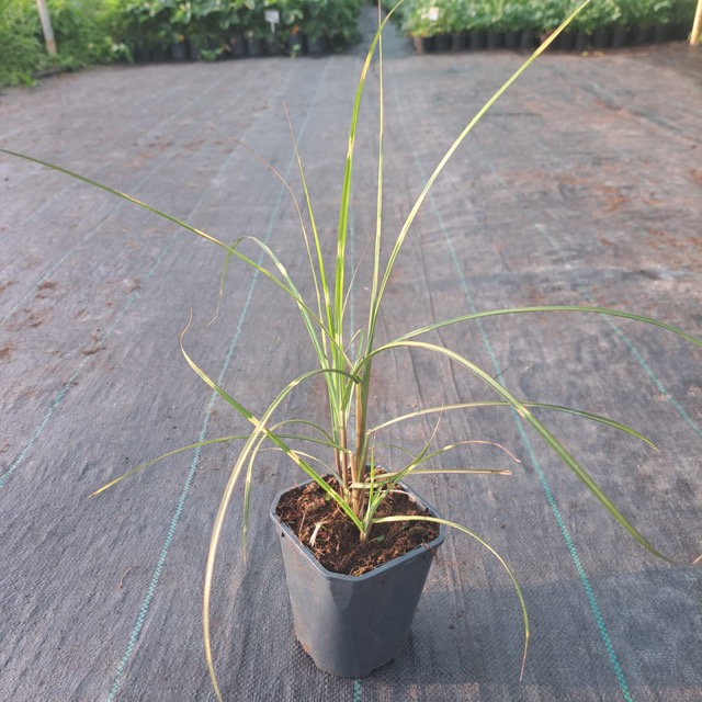 Miskant strictus dwarf sadzonka