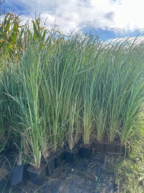 Pampasowa sadzonka 2025