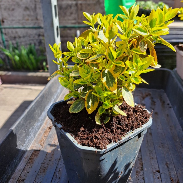 Trzmielina sadzonka 2