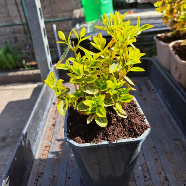 Trzmielina  zdjęcie