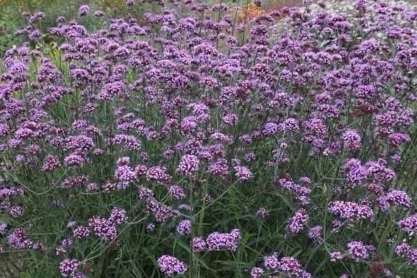 Werbena podglądowe zdjęcie