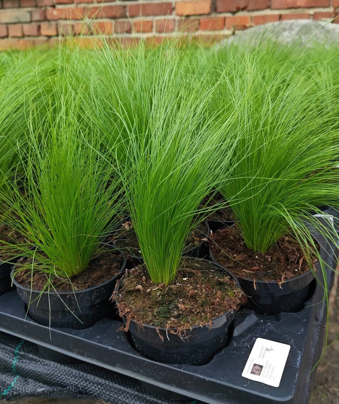 Stipa sadzonka